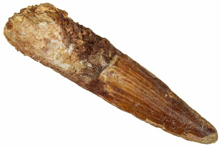 Fossil Spinosaurus Tooth - Real Dinosaur Tooth #327614